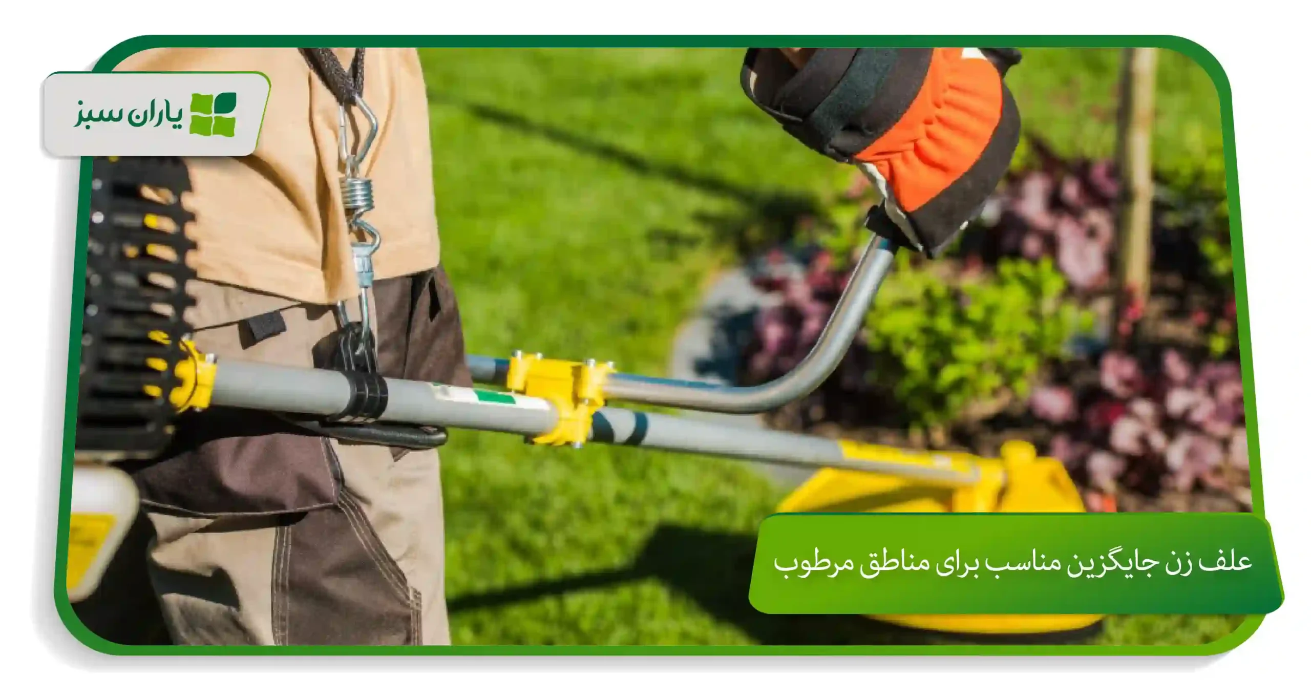 علف زن جایگزین مناسب برای مناطق مرطوب (yarane-sabz.com)